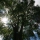 Iowa elm trees at risk