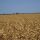 Iowa Crop Losses Exceed $1 Billion in 2012