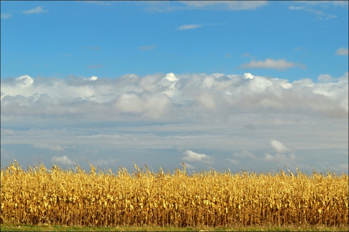 A corn field in Pomeroy, Iowa. (keeva999/Flickr)