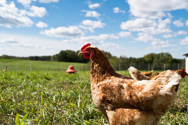 Iowa leads the nation in egg production. (Phil Roeder/Flickr)
